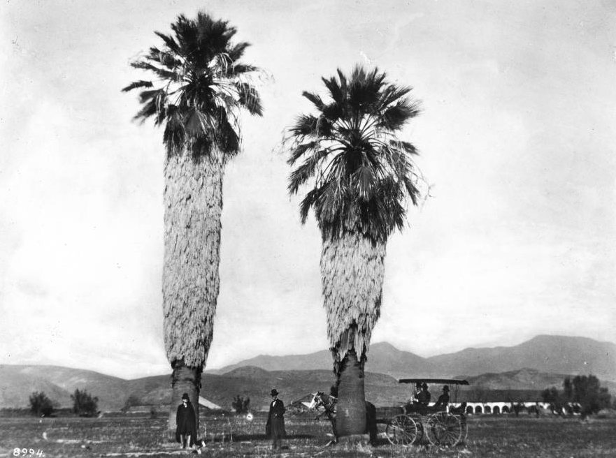 Why Are There Palm Trees in Los Angeles?