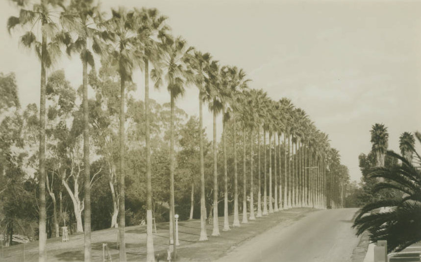 Why Are There Palm Trees in Los Angeles?