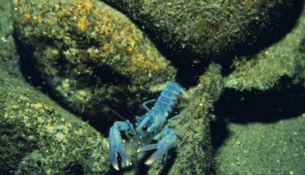 juvenile-lobster-rick-wahle-ri.jpg