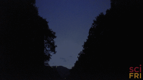 firefly_giphy.gif