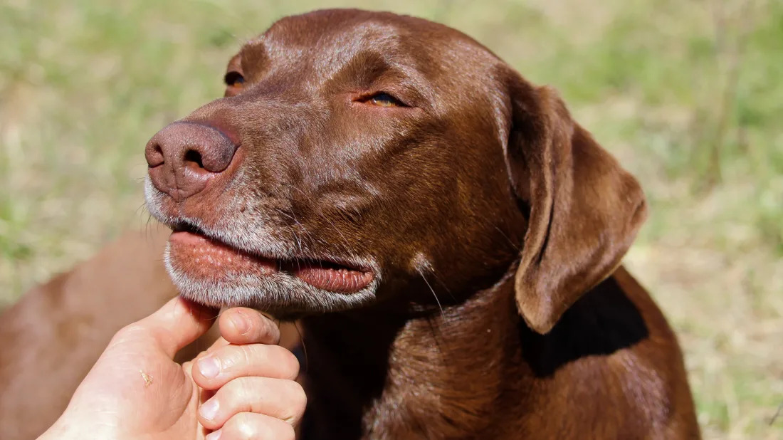 How To Pet A Dog (Properly)