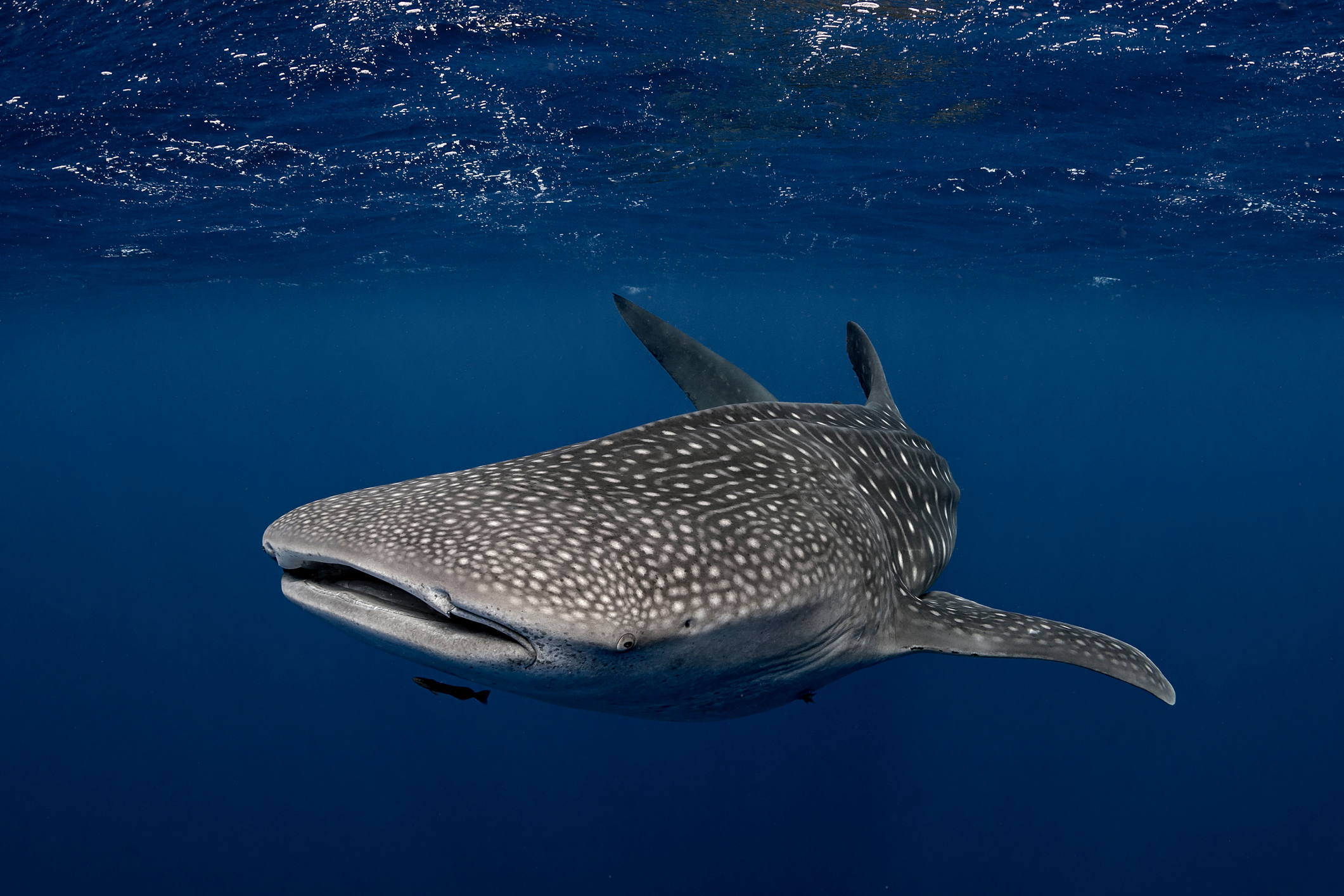 The ocean's largest mystery – why has no one seen a whale shark