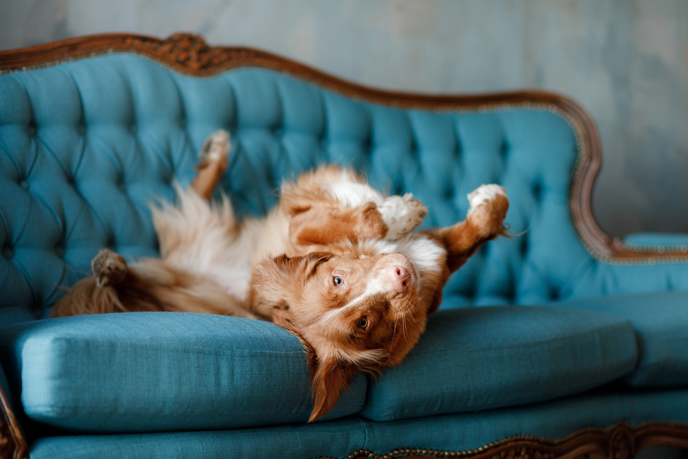 at_news-culture_2019-07_dog-couch.jpg