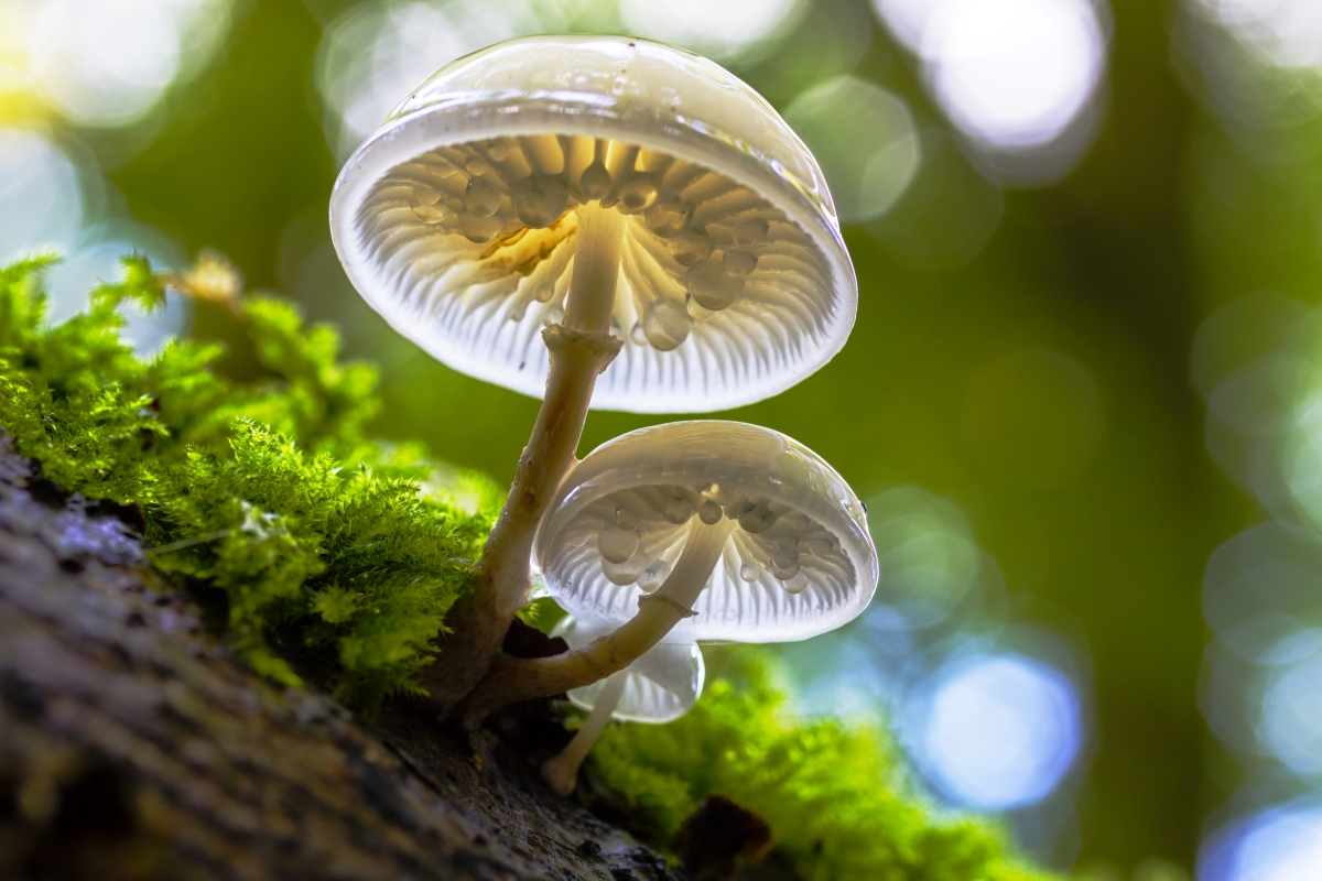 Mycology Images | Photos, videos, logos, illustrations and branding on  Behance