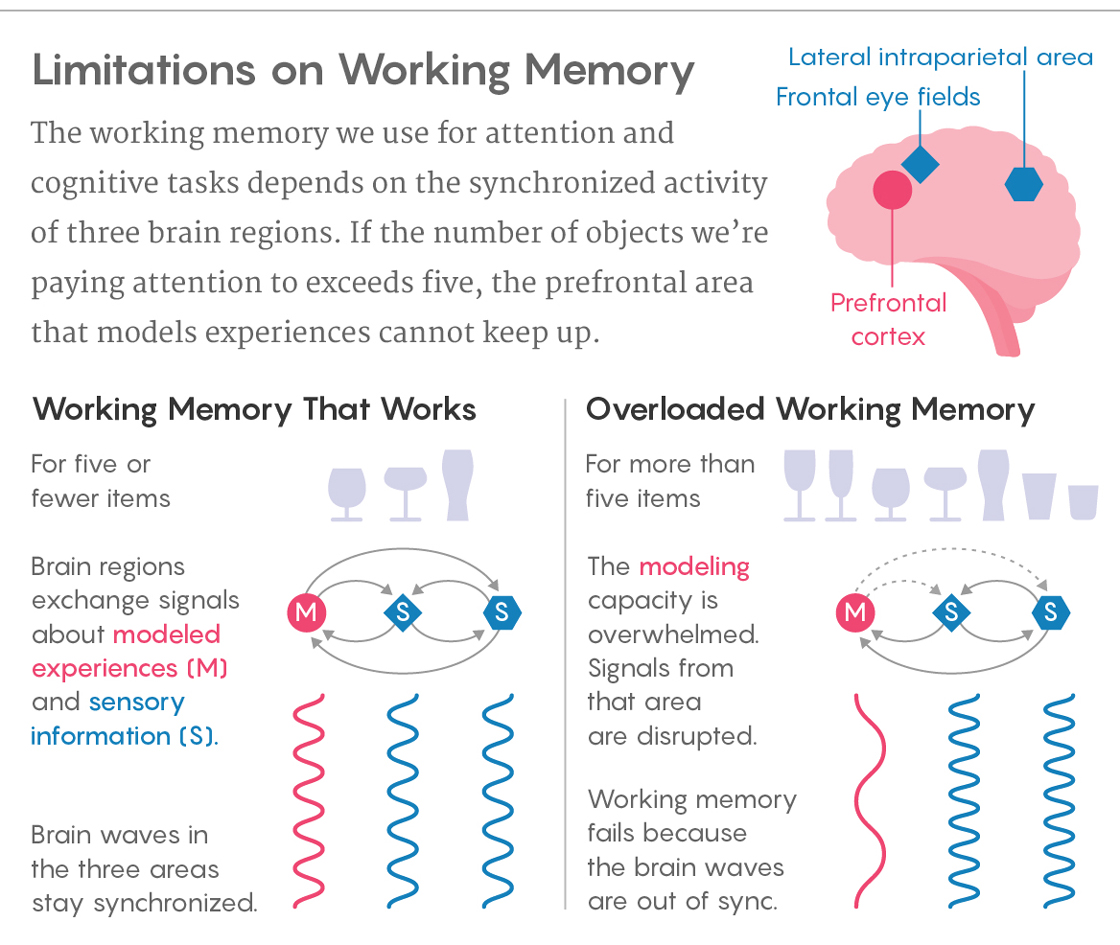 Memory fail. Working Memories. The lateral intraparietal это. How does the Memory work. Sensory attention.