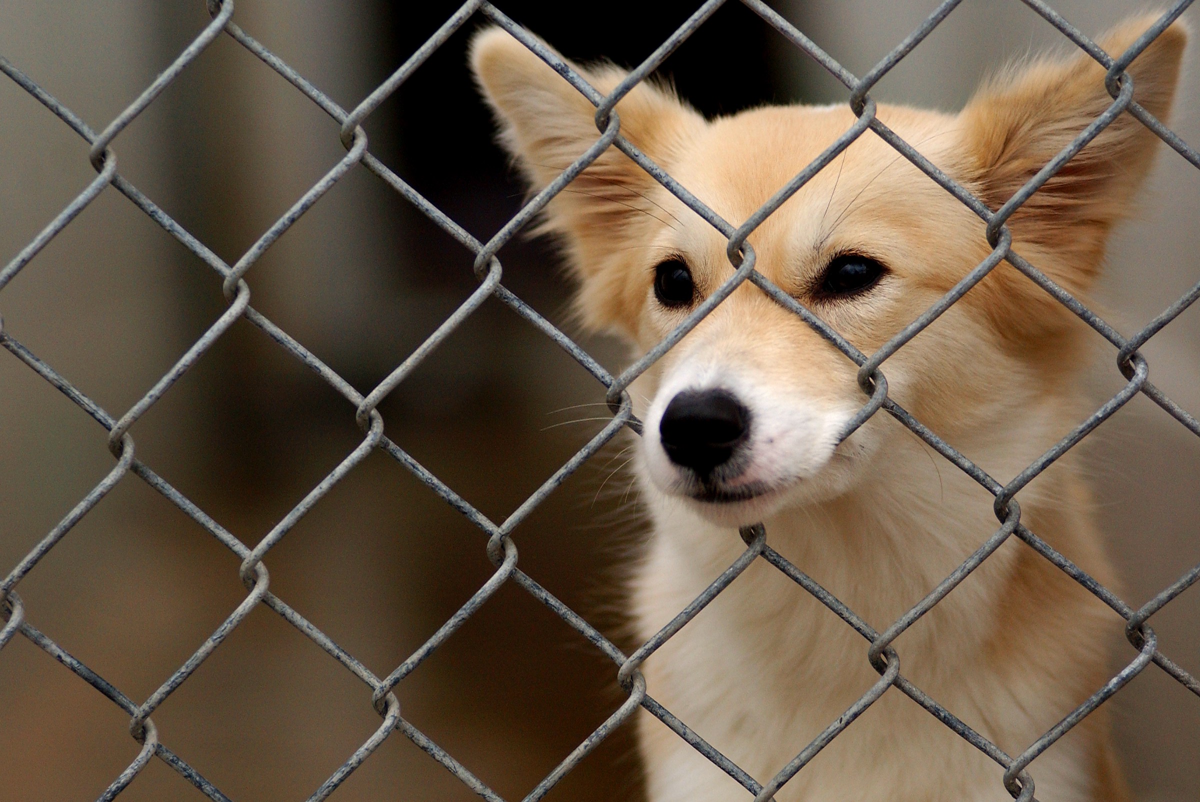 a corgi-mix poking his snout through a chain link fence