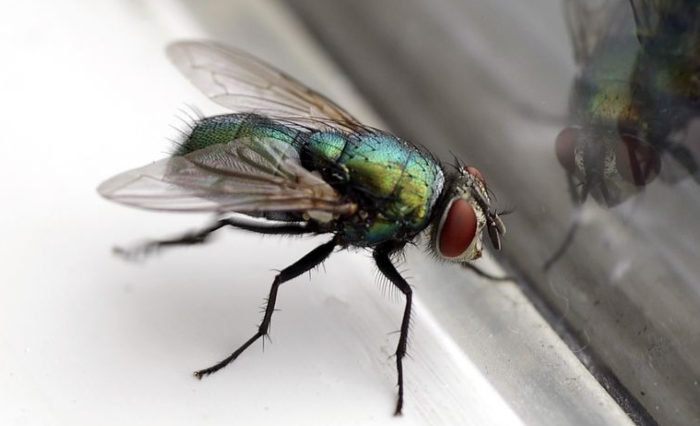 How to Get Rid of Flies Inside and Outside of Your House, According to
