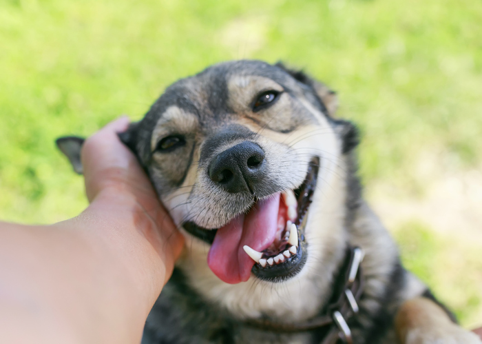 a happy pup smiles with its tongue out while a human hand provides pets and scritches