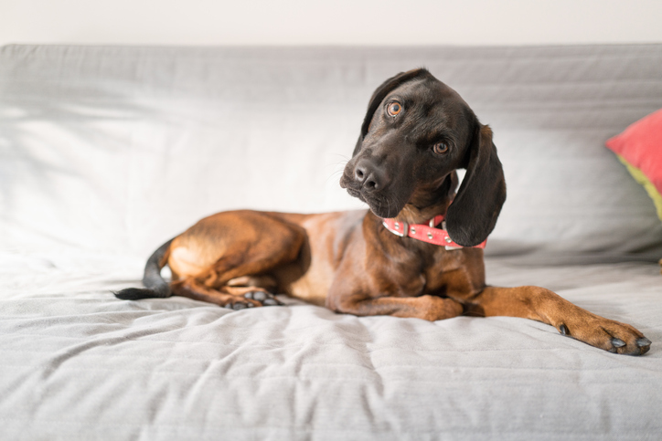 a dog looking at the camera with its head tilted