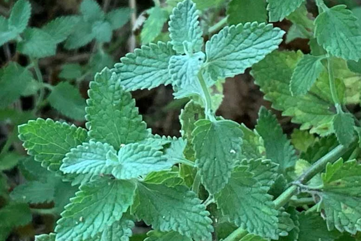 lush and leafy green plant