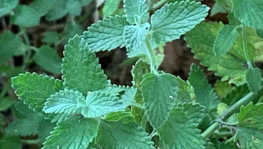 lush green plants