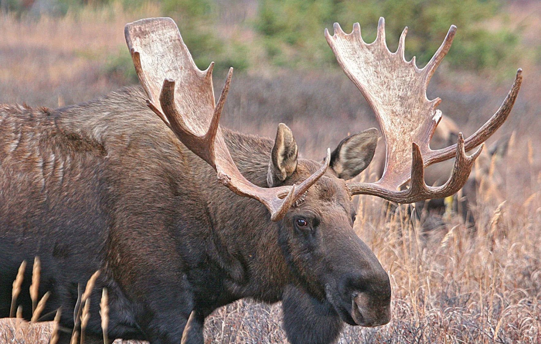 a moose in the wild, with large antlers