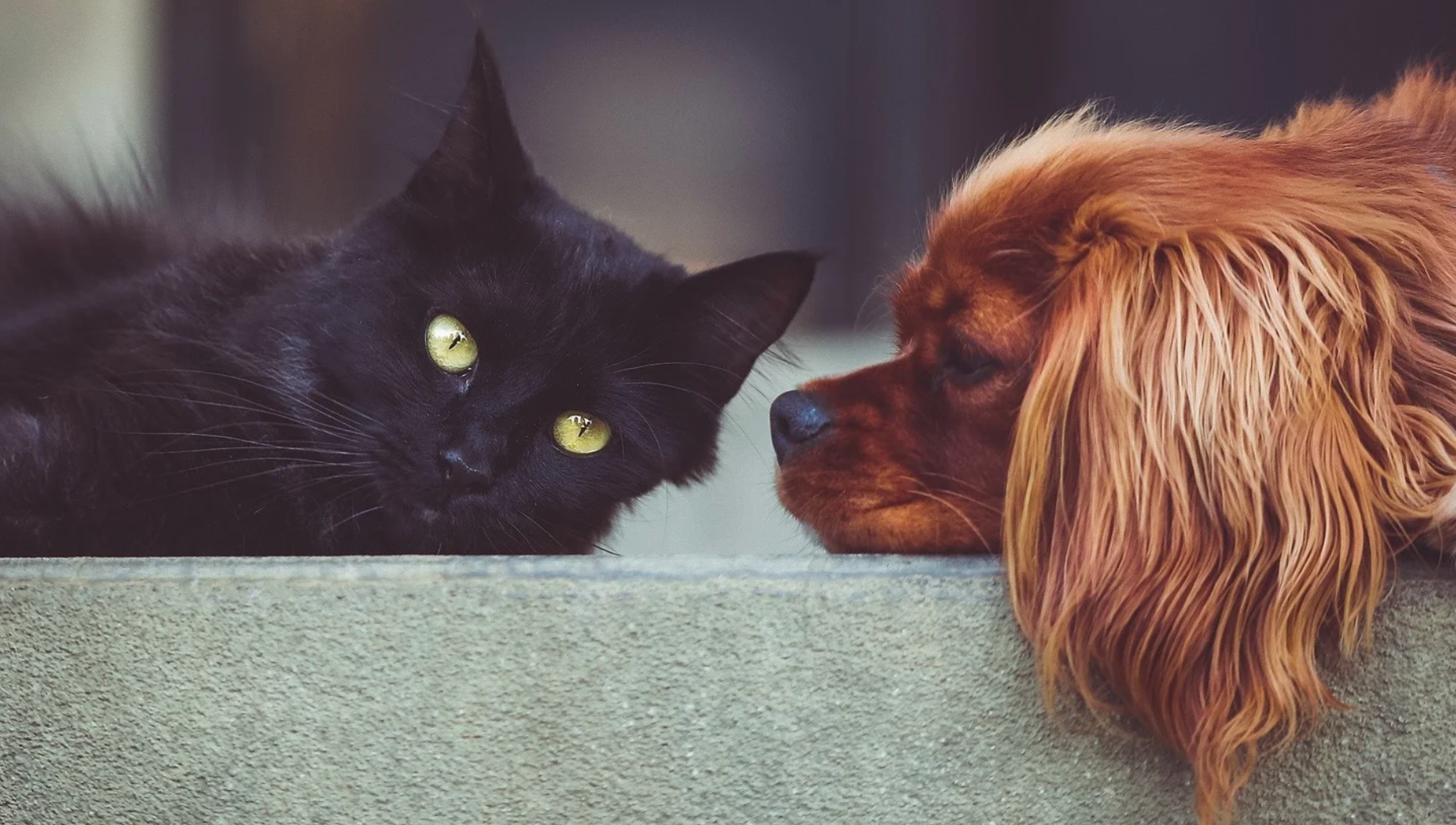 a dog and cat laying together