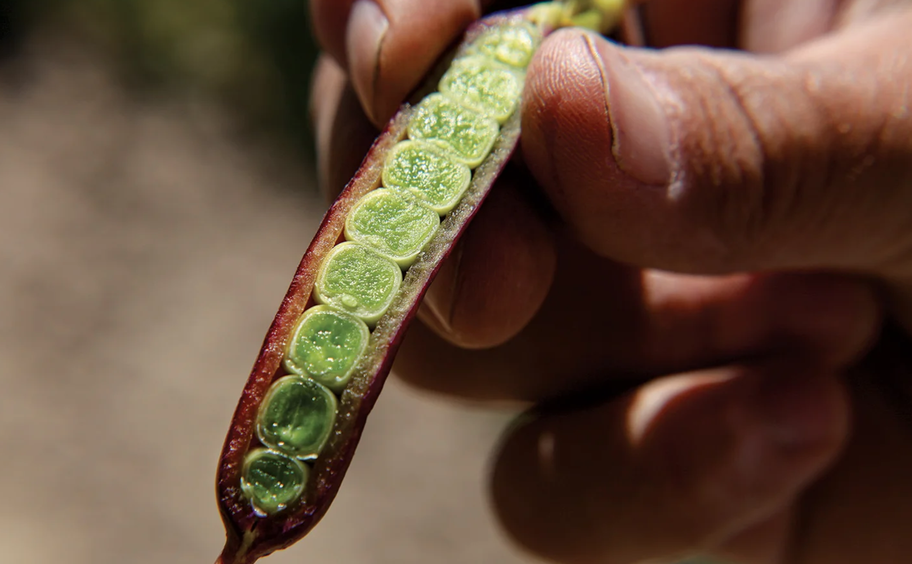 cross section of a pod of peas