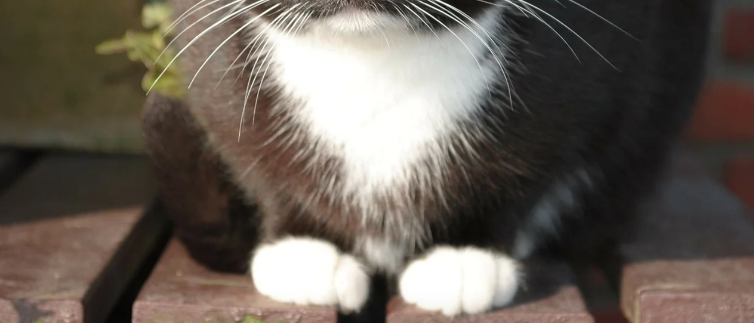 a black cat with white chest and paws