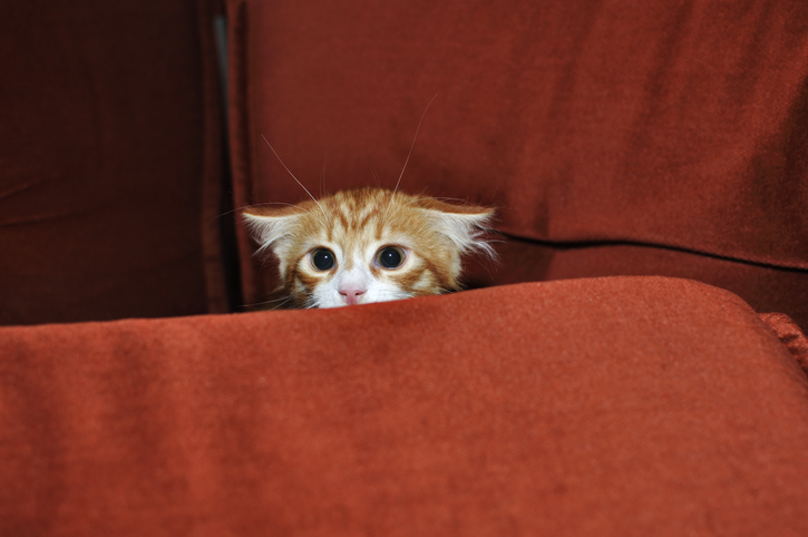 a scared kitten hiding behind cushions