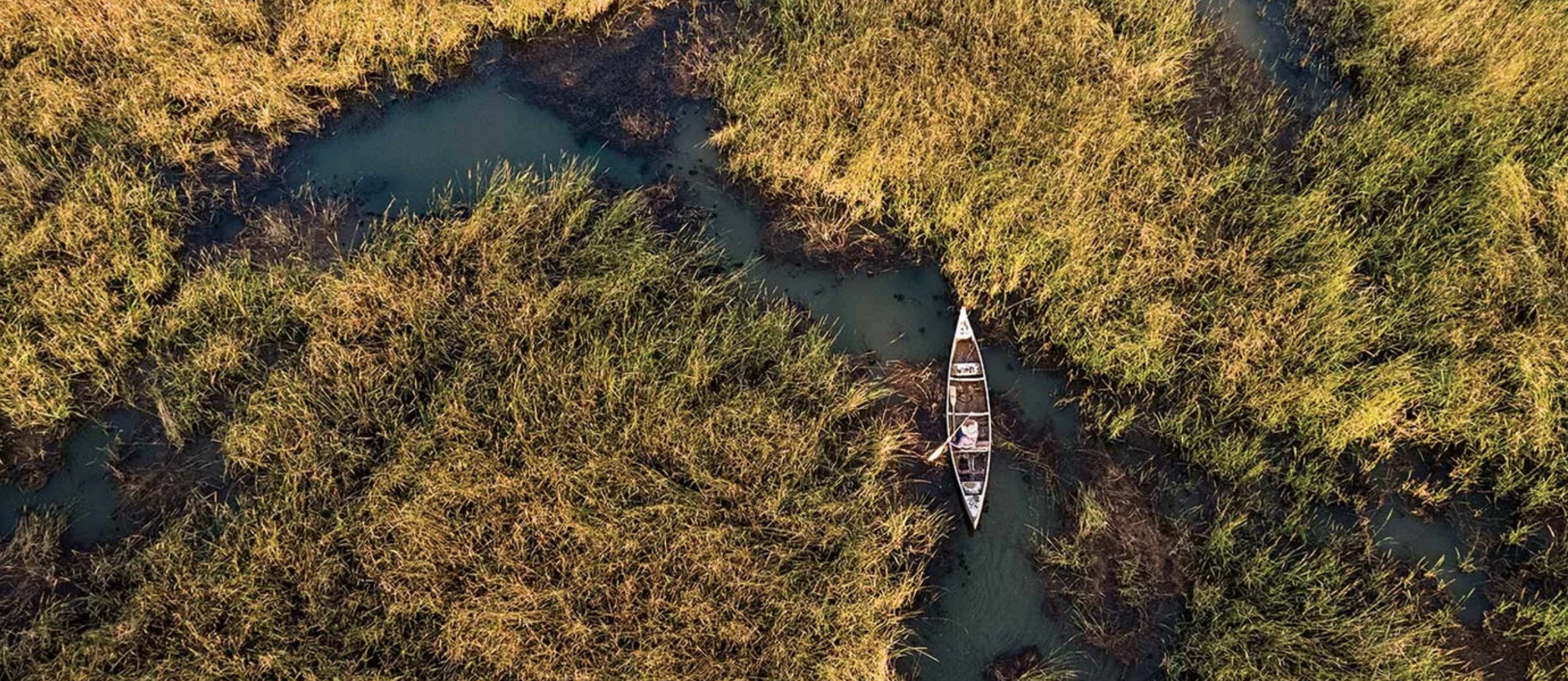 aerial shot of a boat in wild rice fields