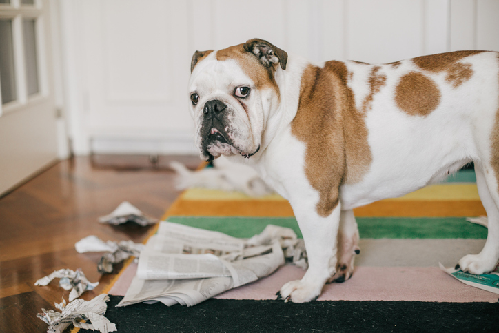 a bulldog looking at the camera after making a mess