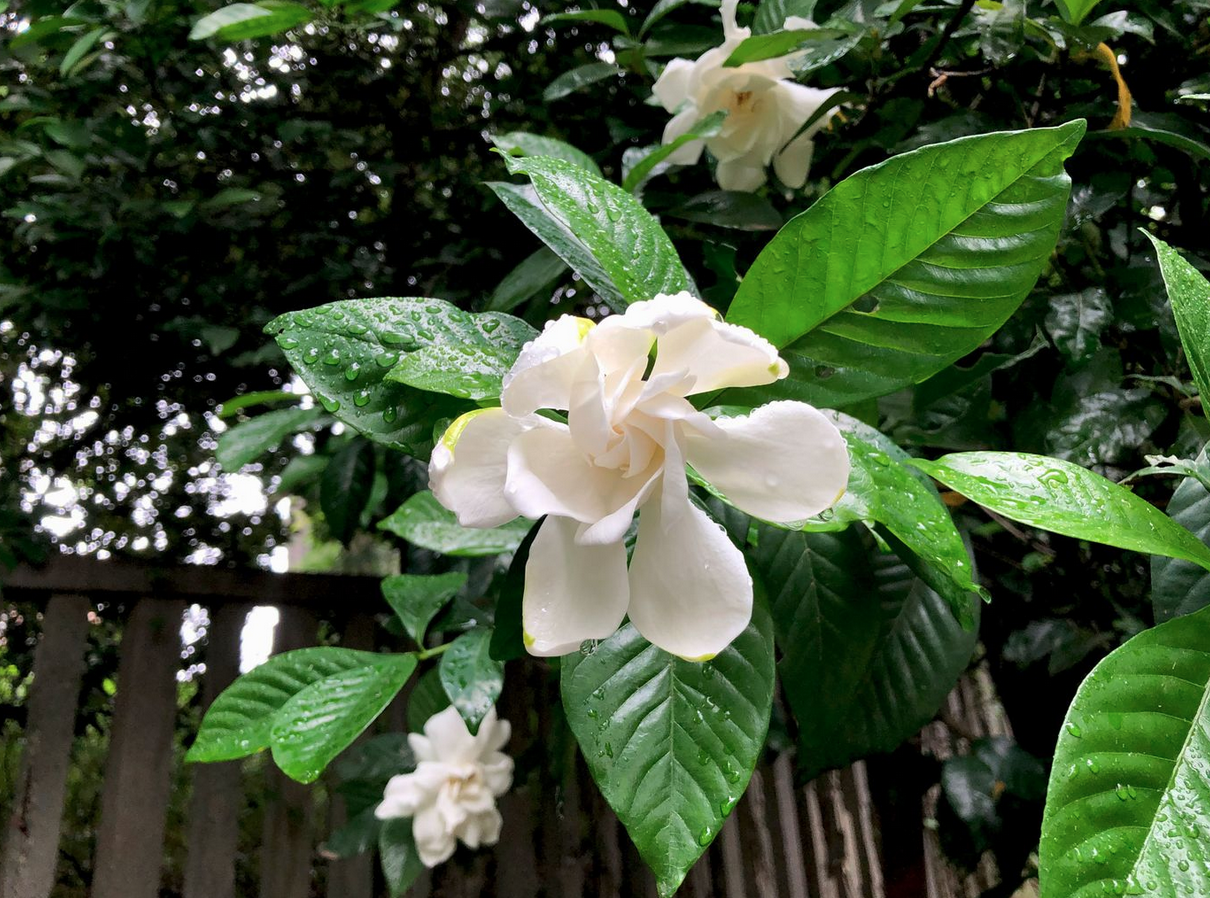 green plant with white flower