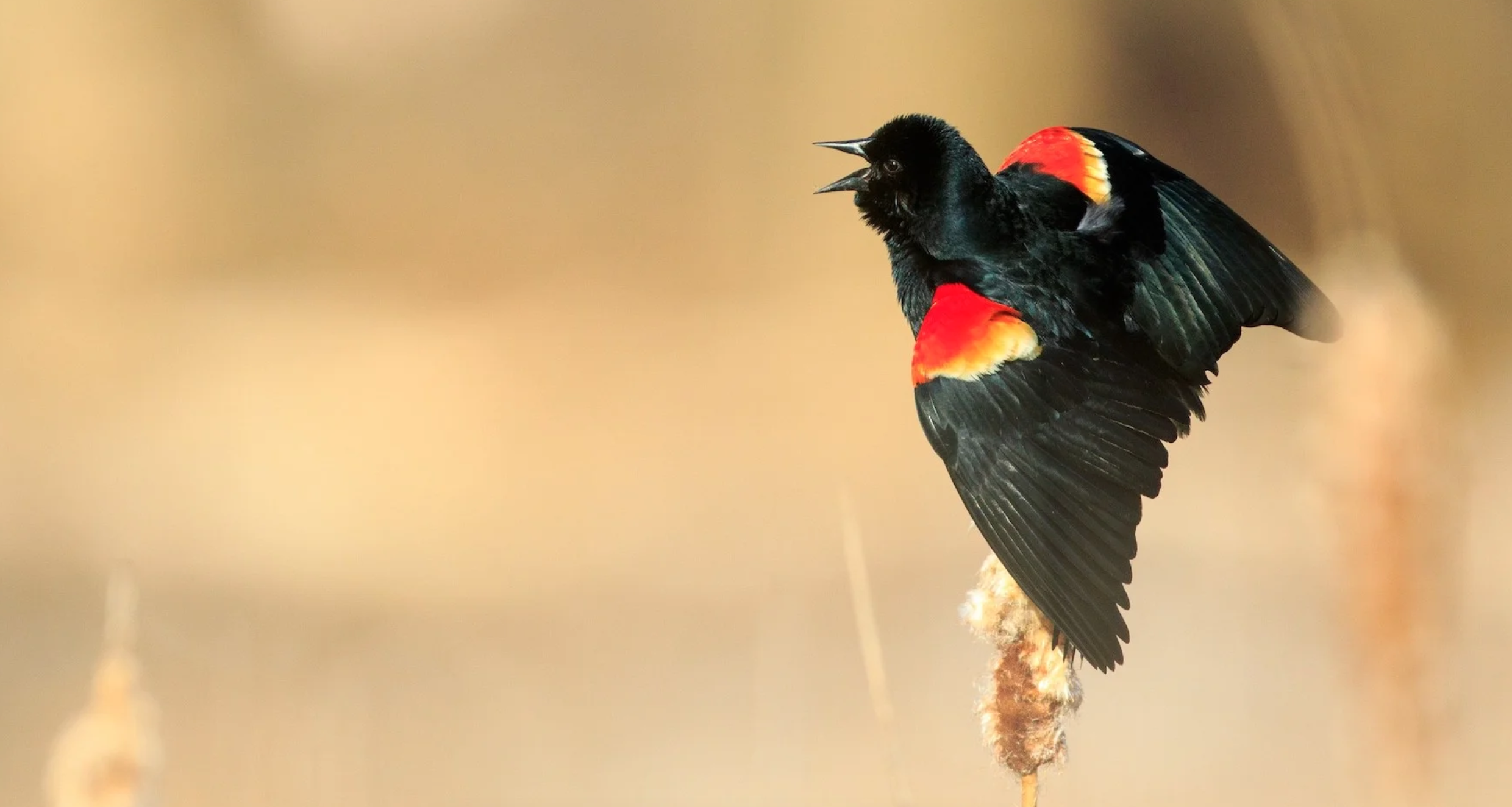 a red-wing blackbird perched on a cattail
