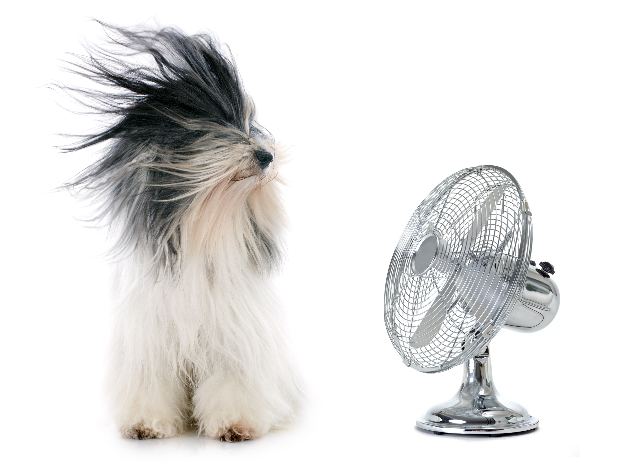 a dog in front of a fan