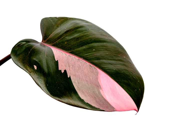 Philodendron Erubescens Pink Princess Variegated Plant ; dark leaf with bright light pink patch