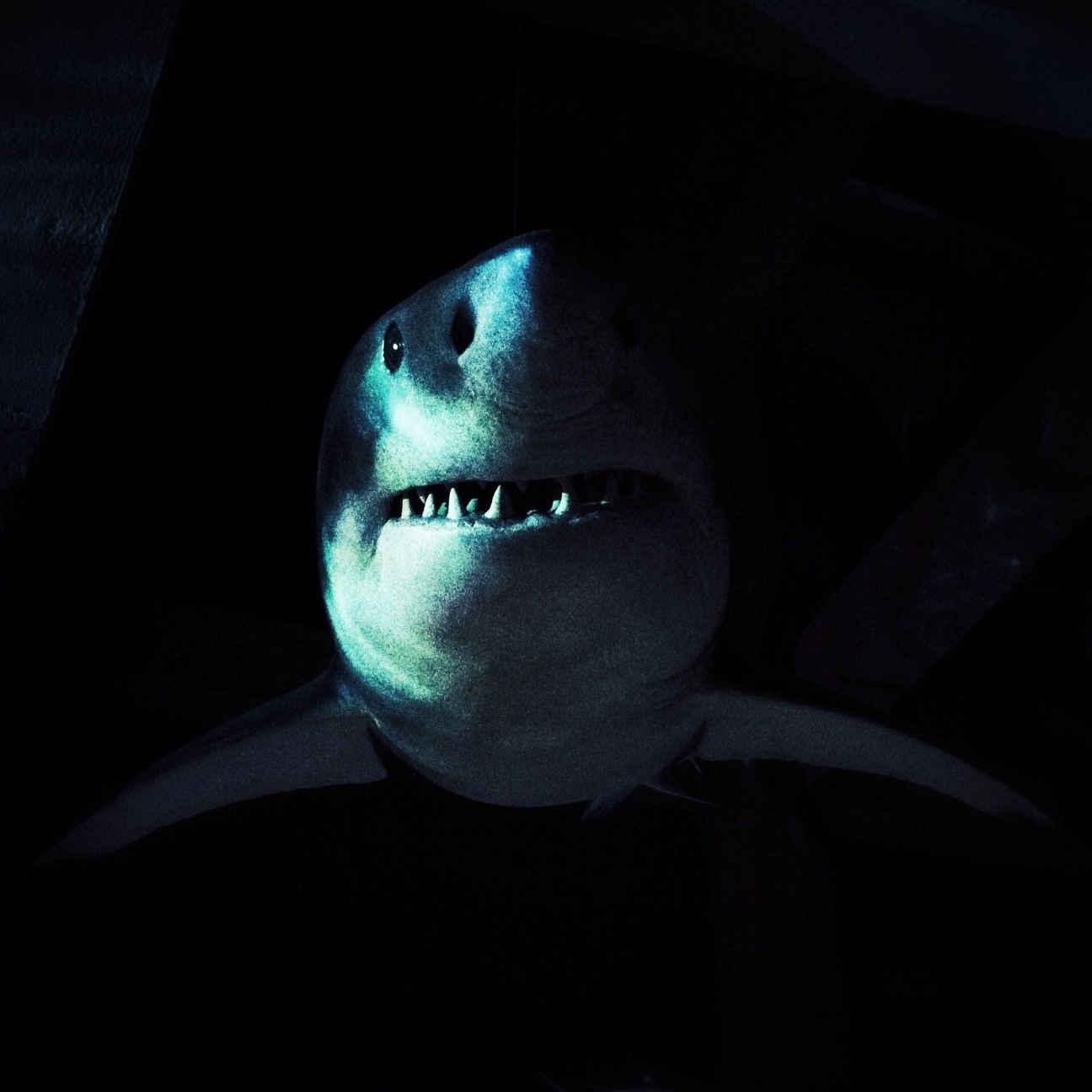 a shark in dark water