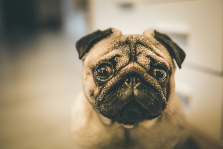 A New project – Pugs Photos