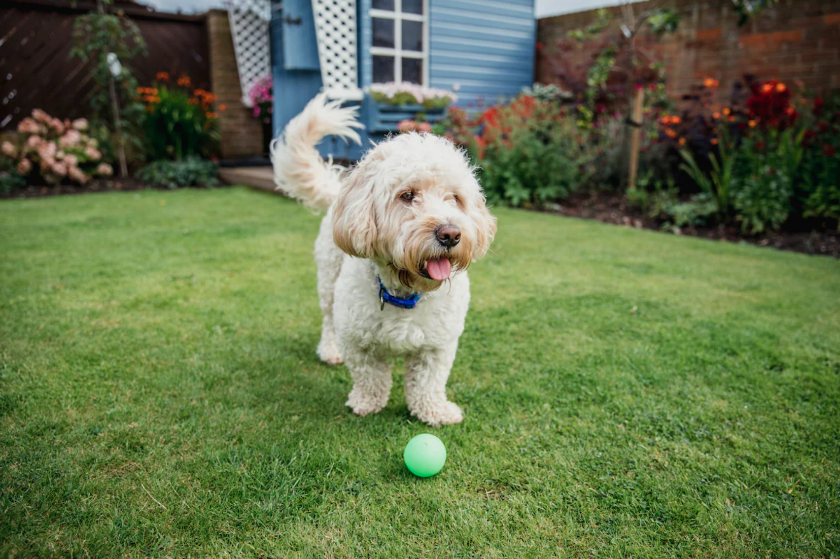 Small white dog with ball on grass