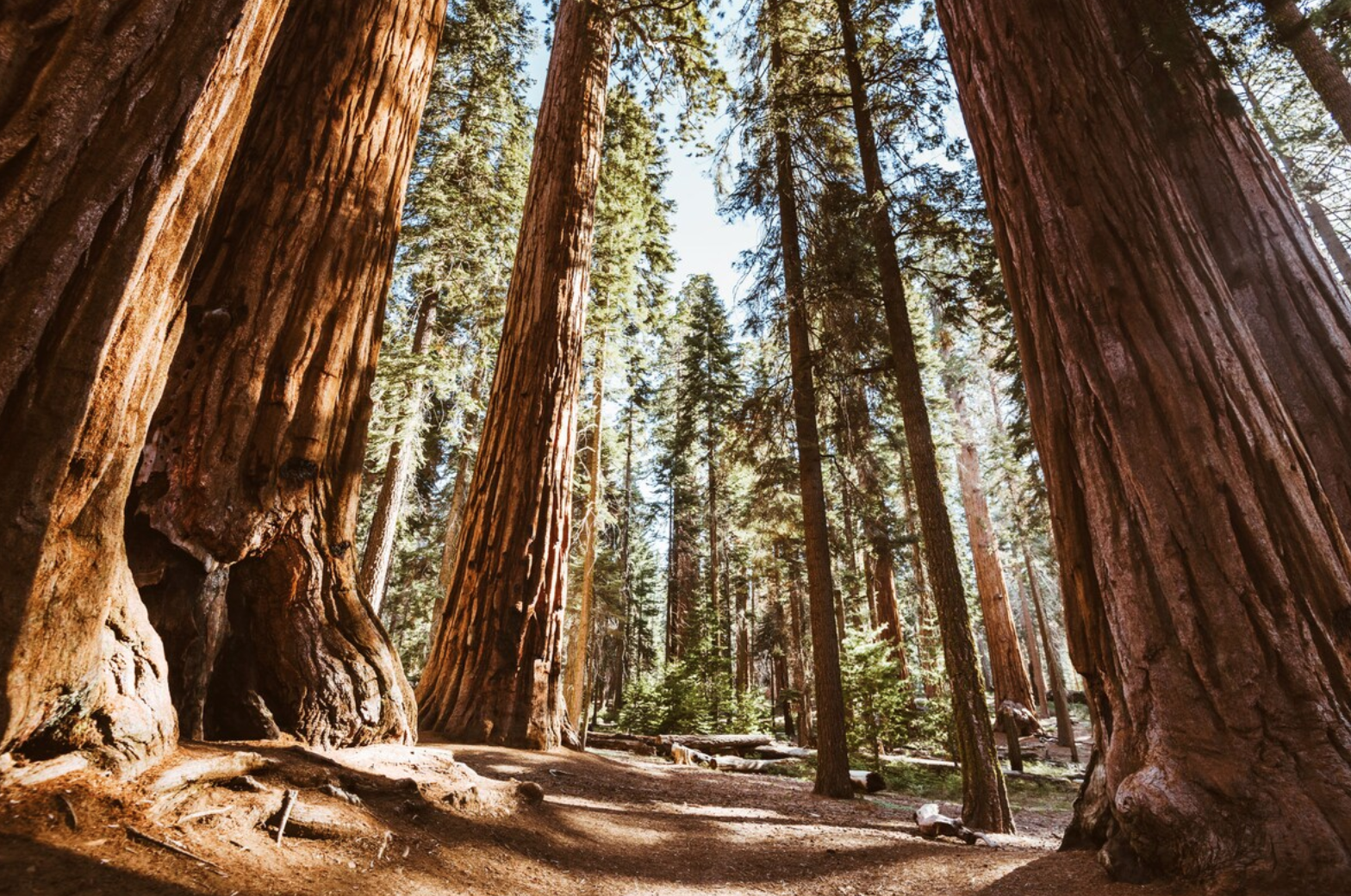 towering redwood trees in a forest