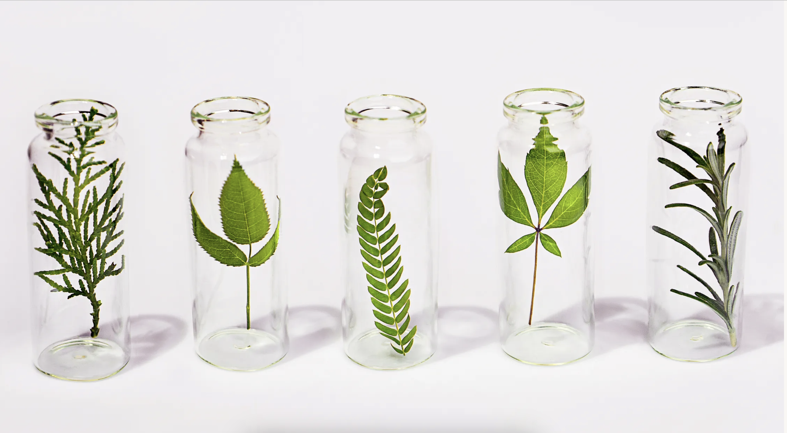 leaves and shrubs in jars