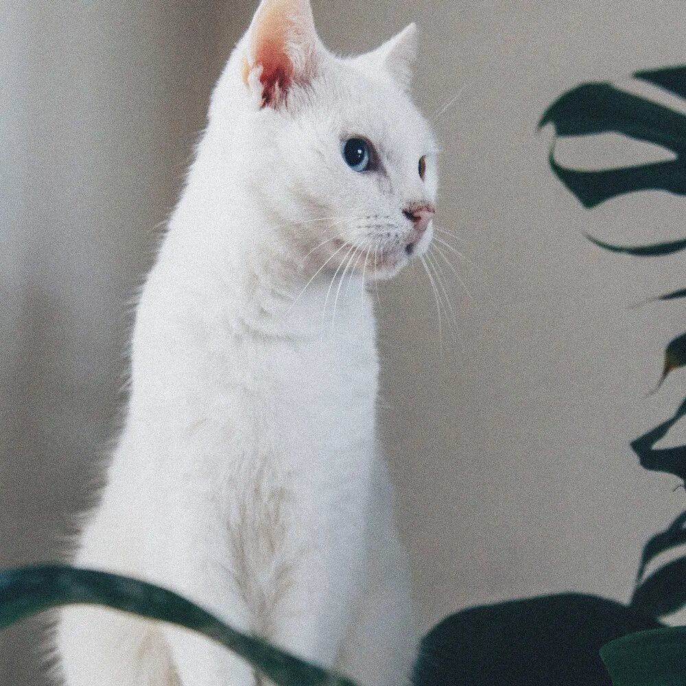 Cat sitting amongst plants