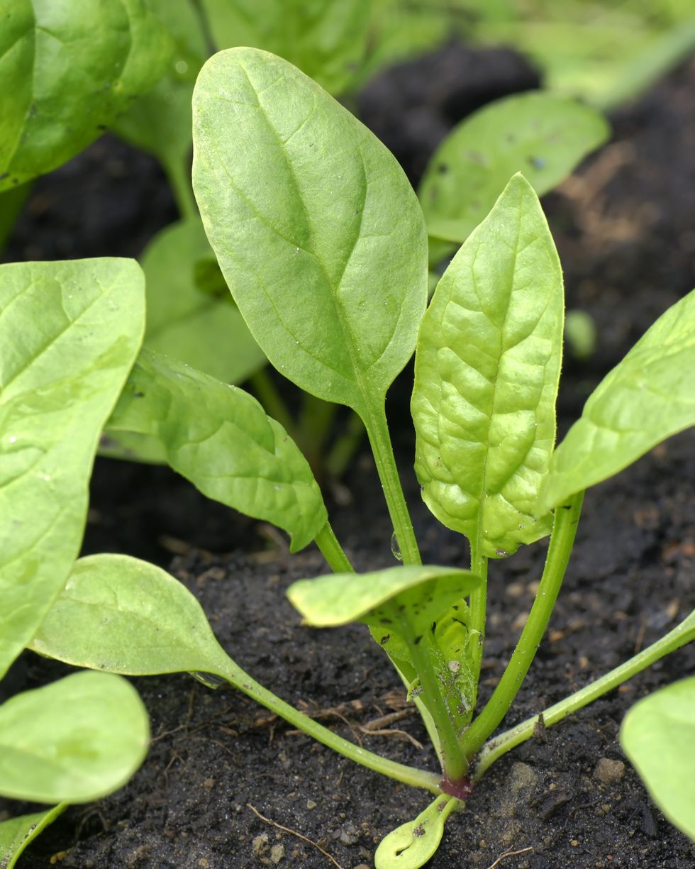 baby-spinach-in-the-garden-royalty-free-image-1691080992.jpg