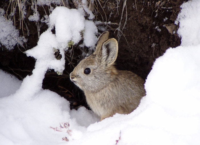 Columbia Basin pygmy rabbit